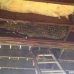 beehive inside a barn floor boards