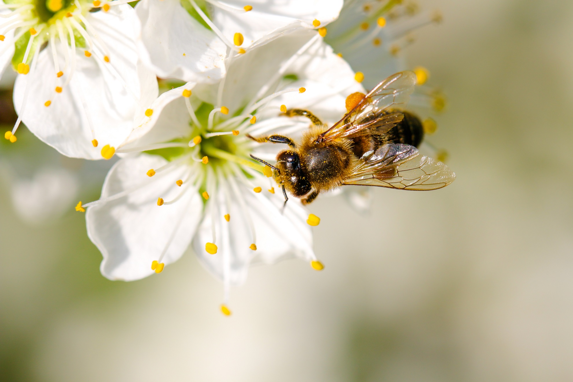contact bee removal company