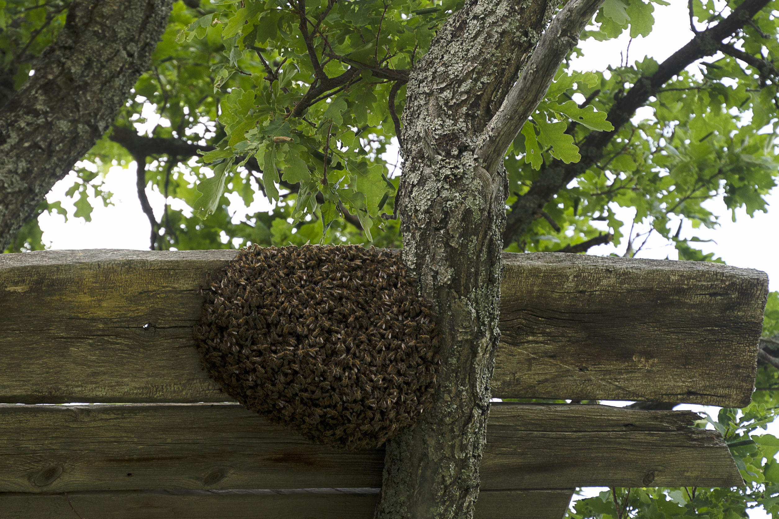 remove beehive on property