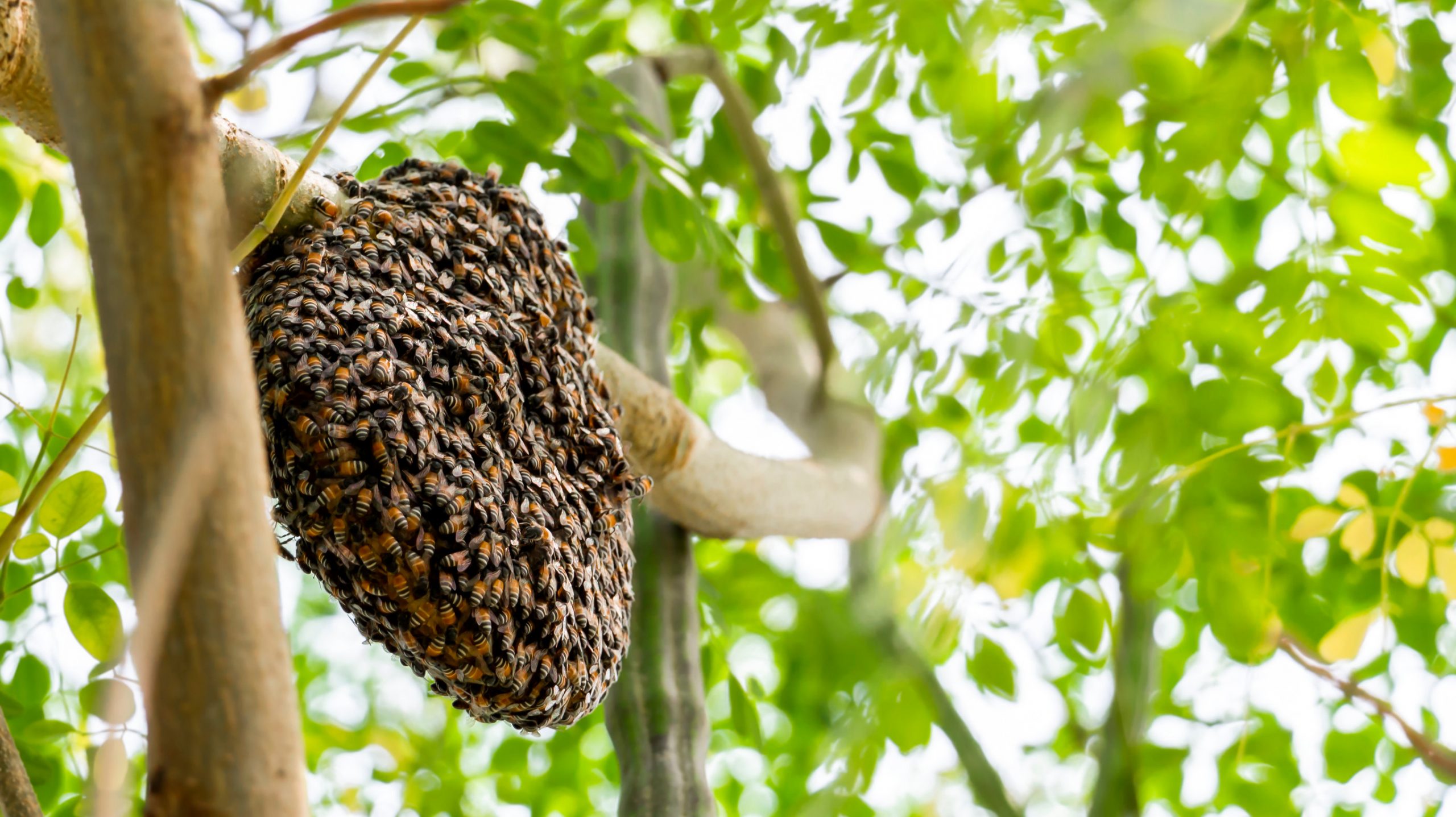 remove beehive and bees in tree