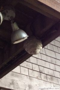 wasp nest on home