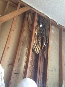 beehive inside the wall of a home