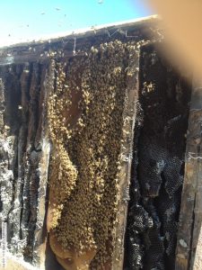 large beehive inside wall of old structure