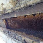 beehive inside the wall of an old home