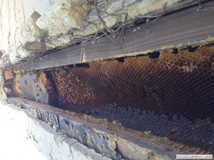 beehive inside the wall of an old home