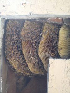 beehive inside the wall