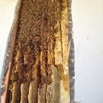 beehive on the inside wall of an apartment