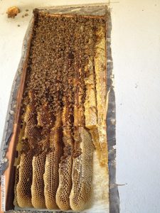 beehive on the inside wall of an apartment