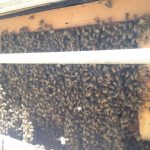 bees on beehive in house