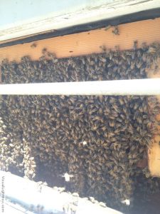 bees on beehive in house