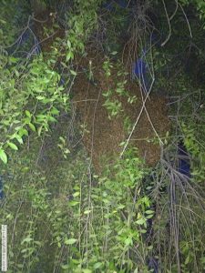 large beehive in tree