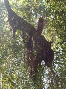 large beehive in tree