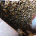 beehive inside brick structure