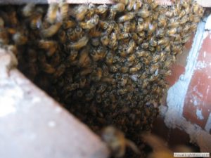 beehive inside brick structure