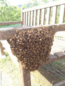 bee swarm on bench