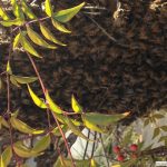 beehive in tree