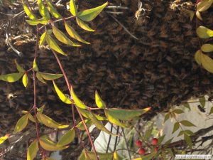 beehive in tree