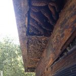massive beehive on the side of an old barn