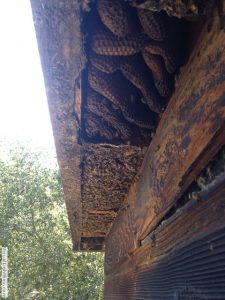 massive beehive on the side of an old barn