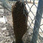 bee swarm on fence