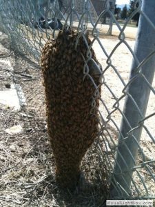 bee swarm on fence