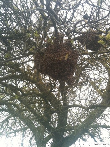 beehive high in a tree