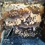 old honeycomb after bees are cleaned off