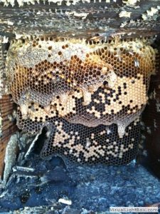 old honeycomb after bees are cleaned off