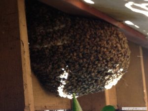 bees on honeycomb under the house