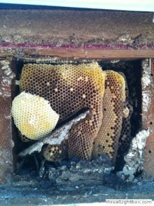 honeycomb under the house