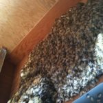 bees on honey comb under deck