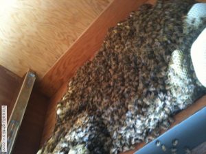 bees on honey comb under deck