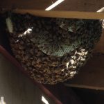 bees on honeycomb under deck