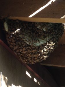 bees on honeycomb under deck