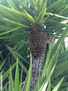 palm tree with swarm