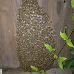 bee swarm on fence