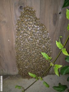 bee swarm on fence