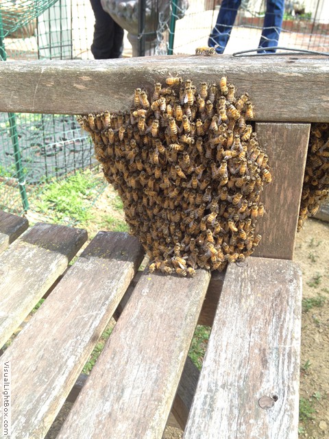 bee swarm on bench