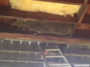 beehive inside a barn floor boards