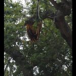 beehive up in the tree