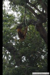 beehive up in the tree