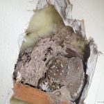 wasp nest inside the house wall