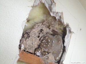 wasp nest inside the house wall