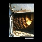 beehive on the inside of a trailer