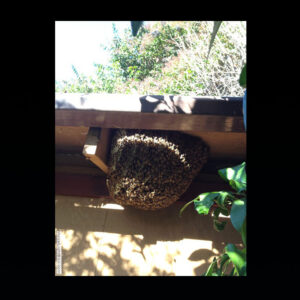 bee swarm on the bench in tree house