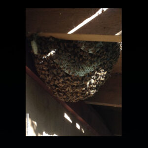 beehive inside wall of home