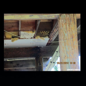 bees on the inside of the floor of a barn