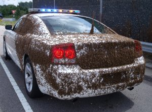 wasp swarm removal