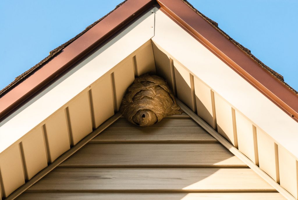 paper wasp hive