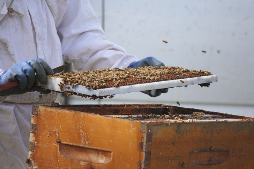 beekeeper pulling honey off of a beehive tray